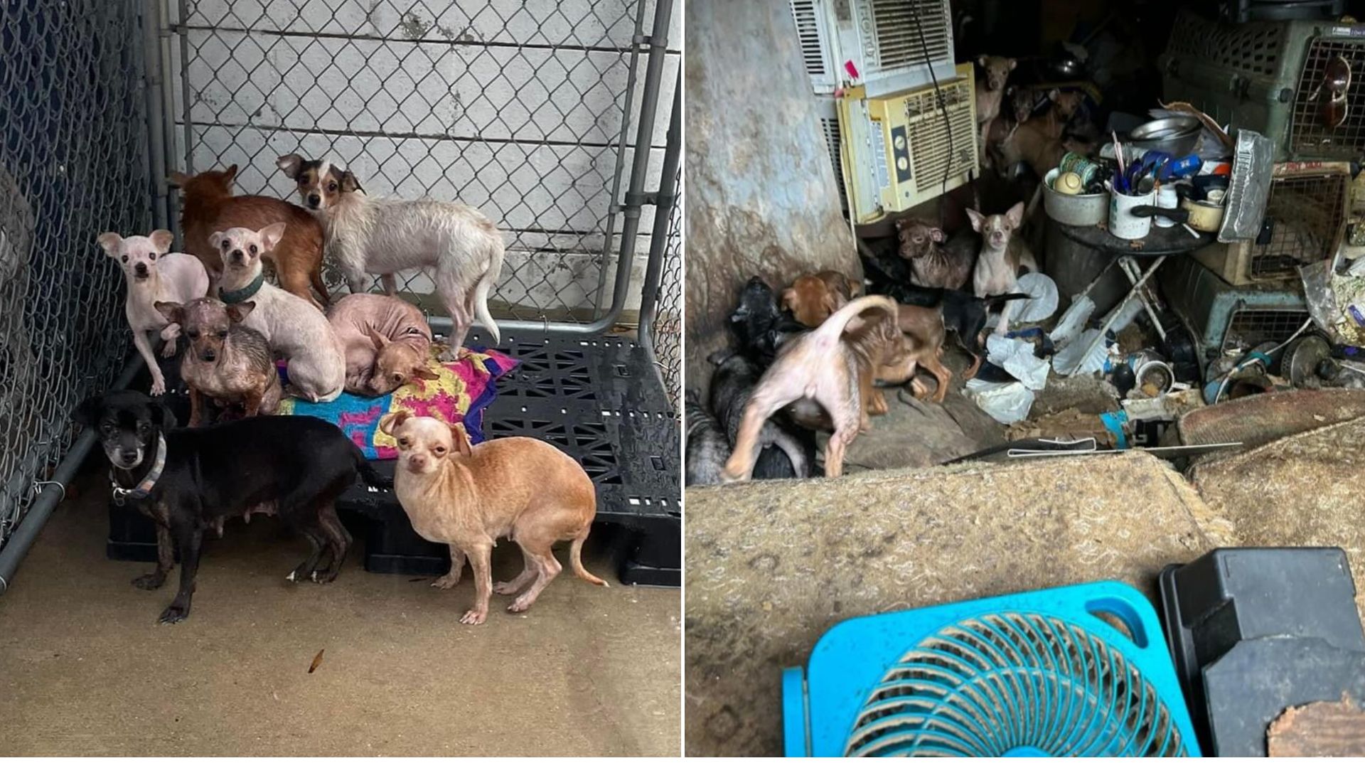 many dogs