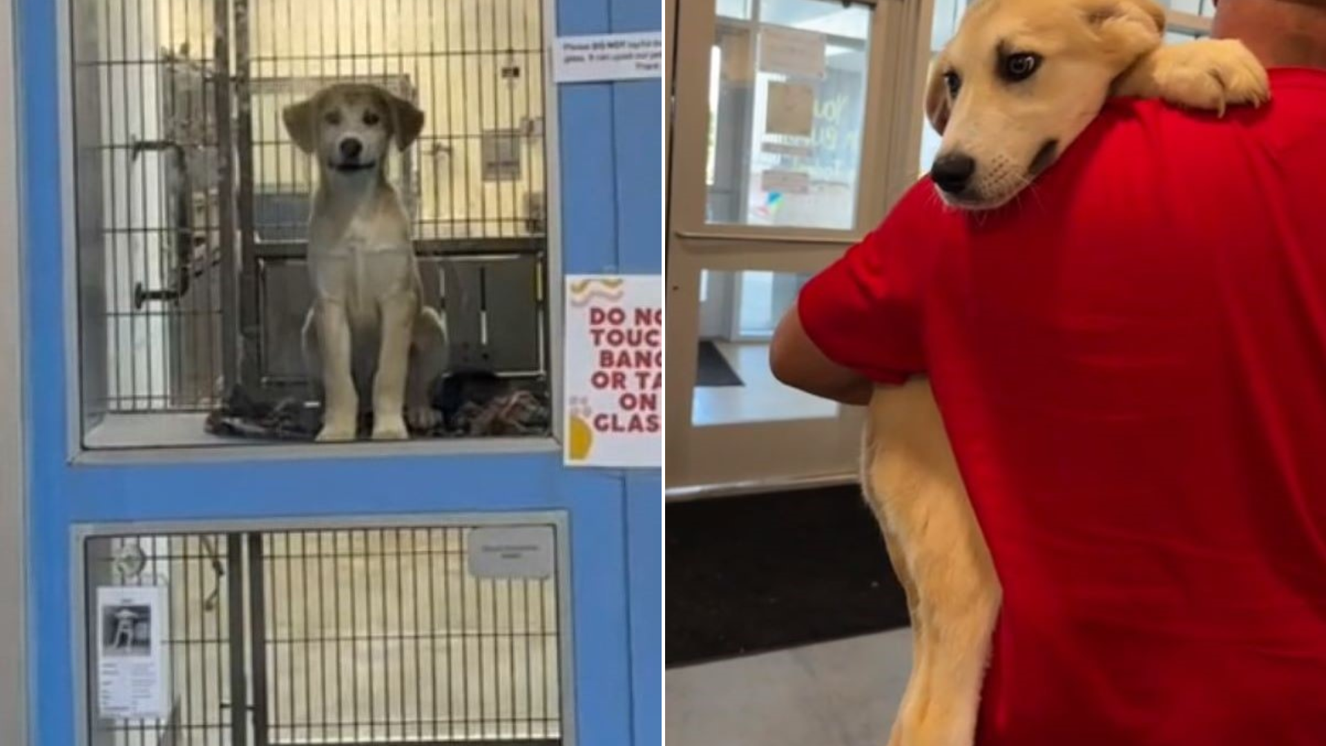 adopted shelter dog