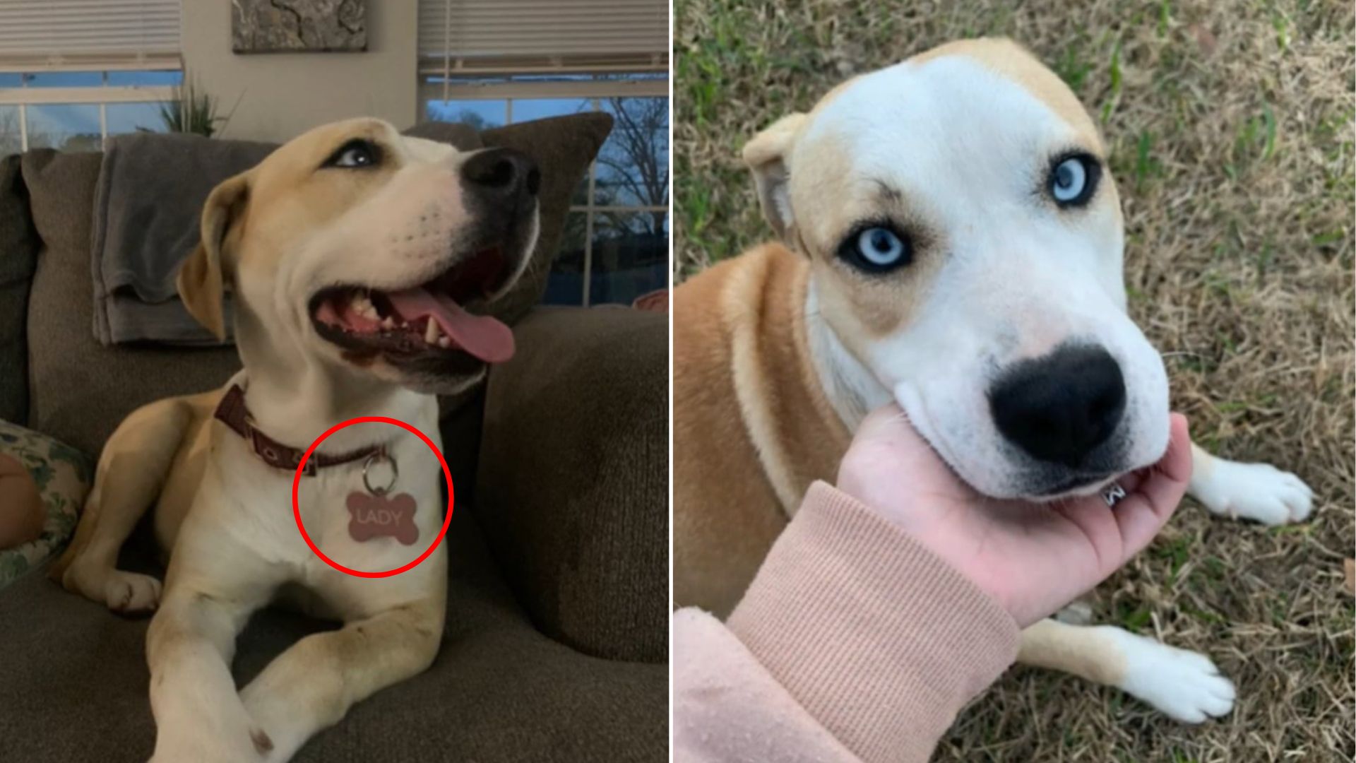 owner petting a dog