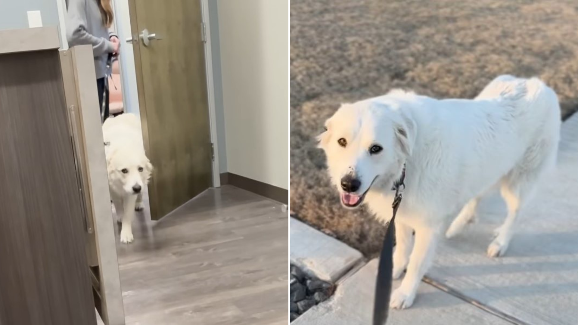 large white dog