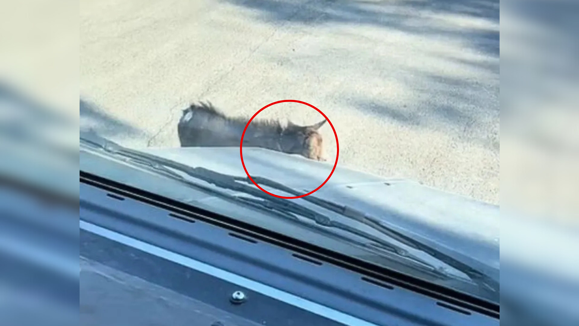 animal in front of car