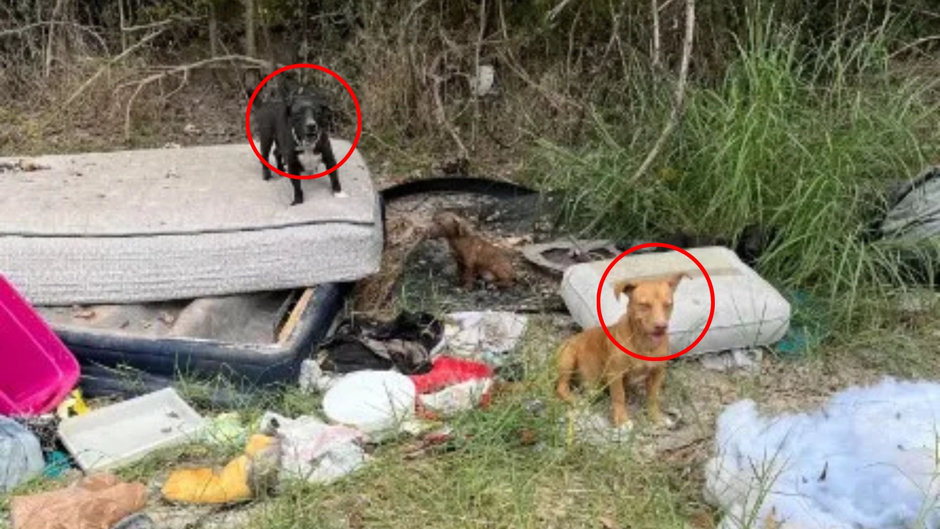 dog on trash