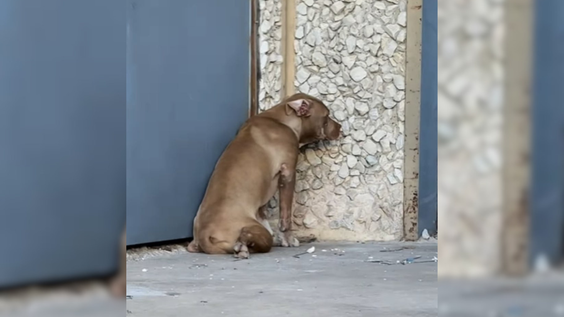 dog looking at wall