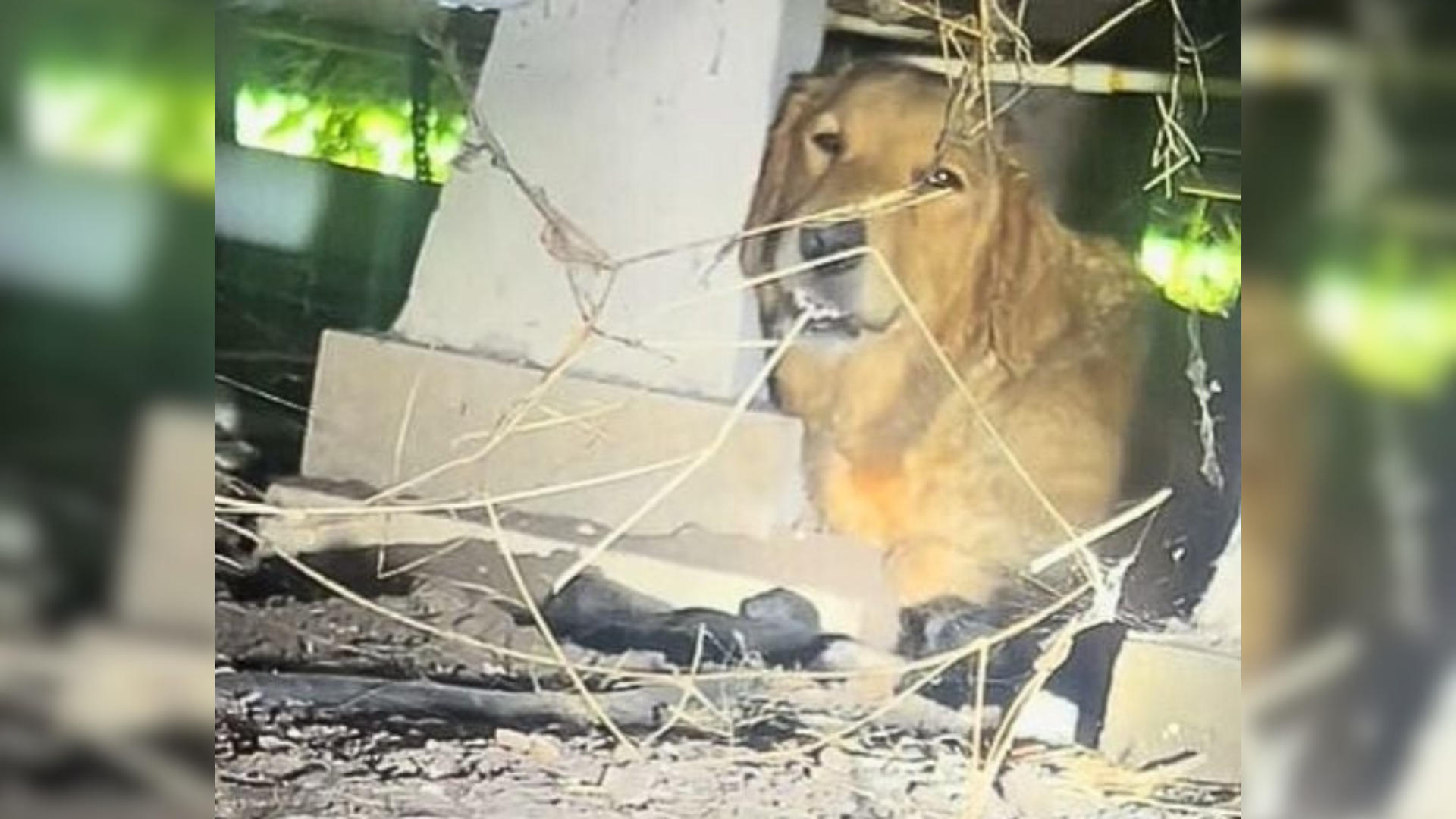 dog hiding under house