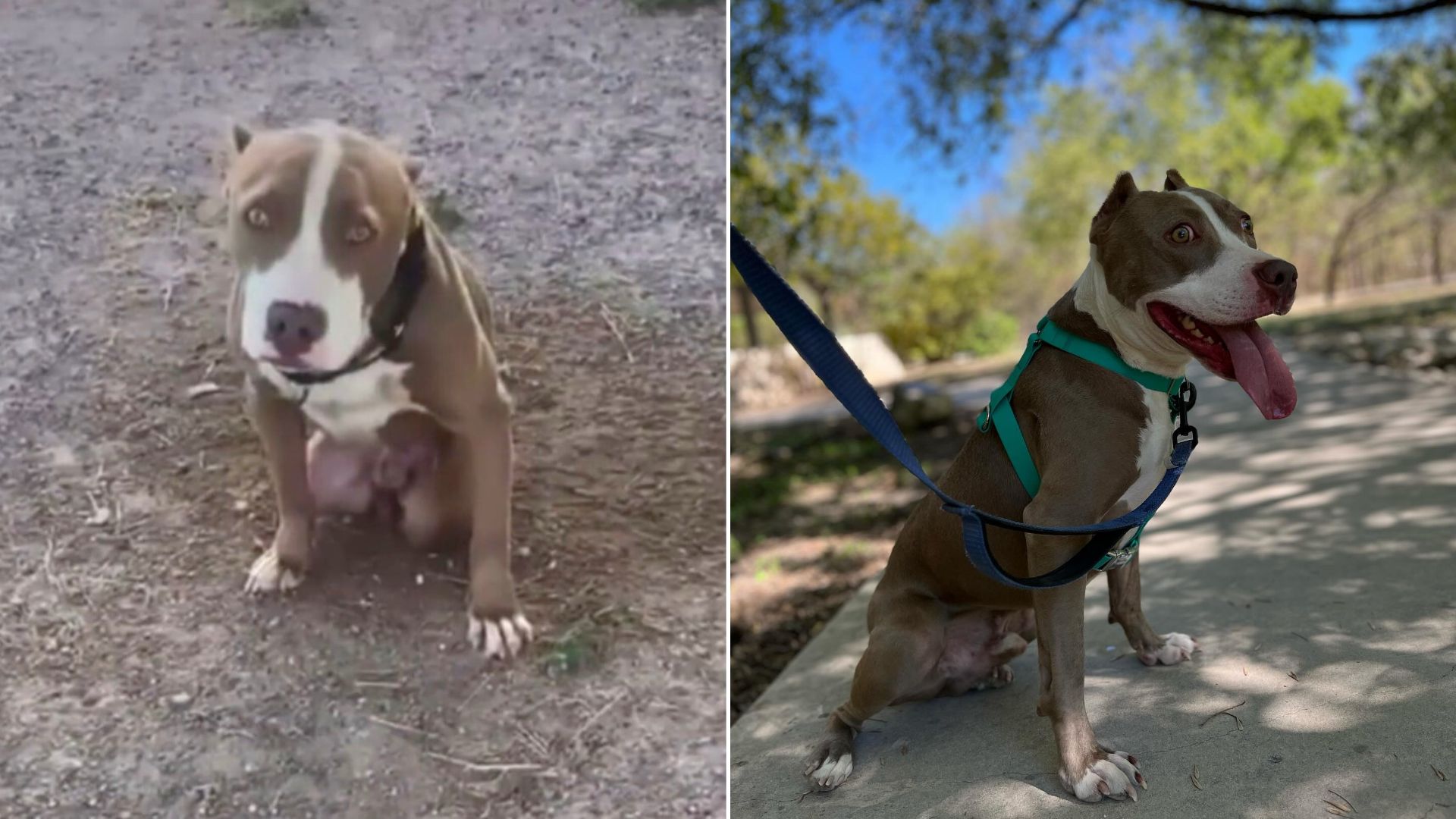 adorable dog on leash