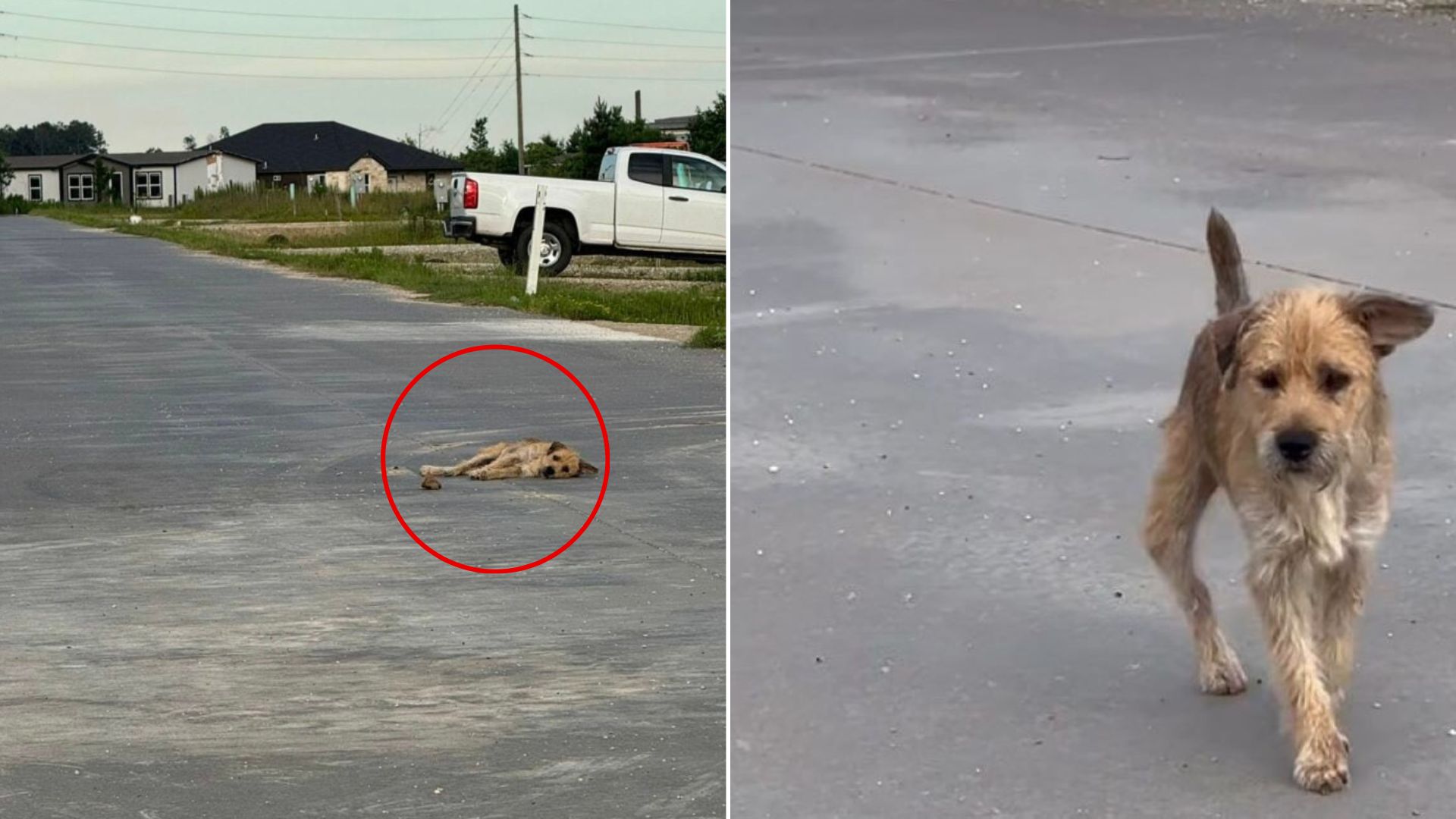 injured dog on road