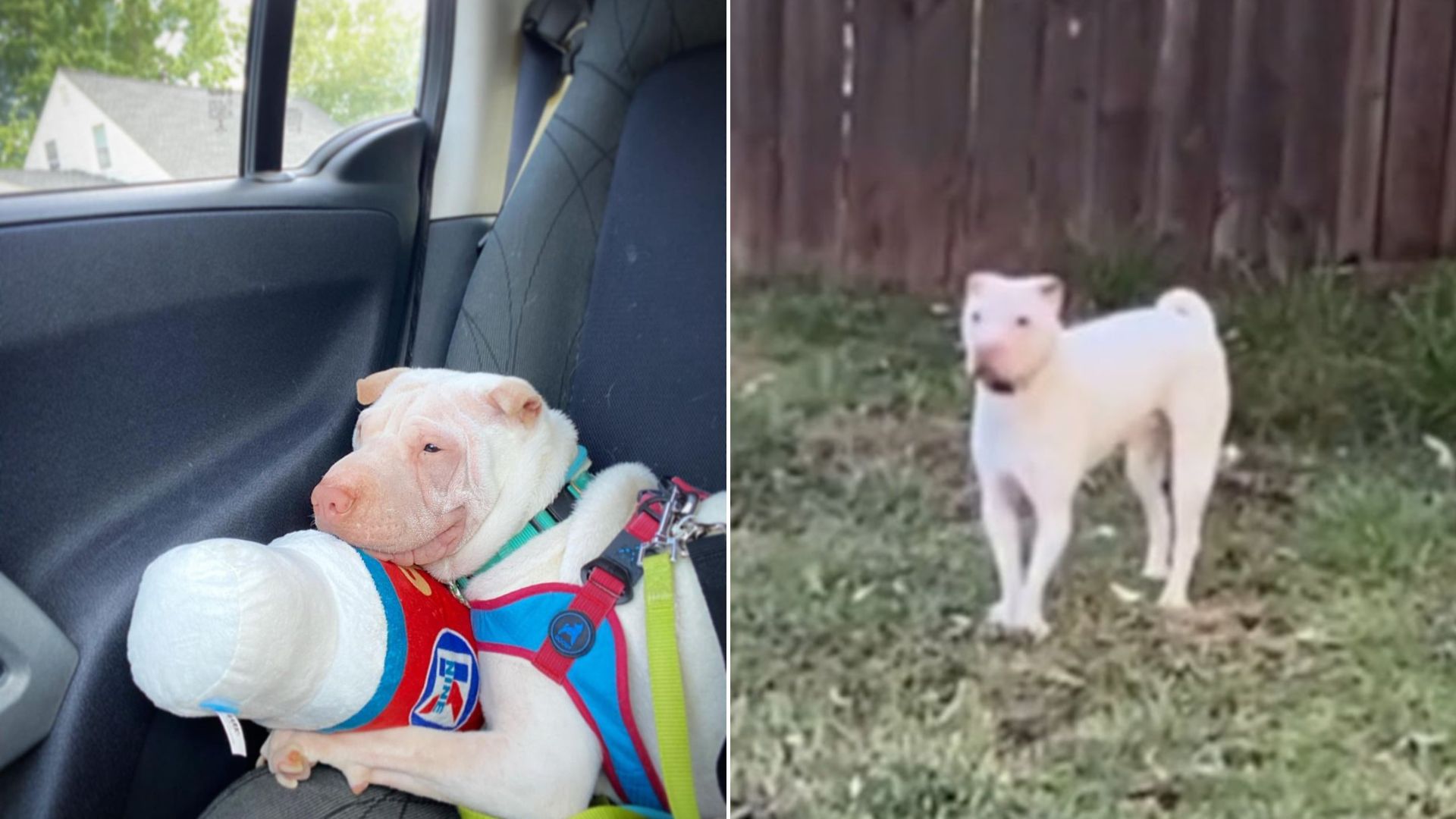 sweet dog in car