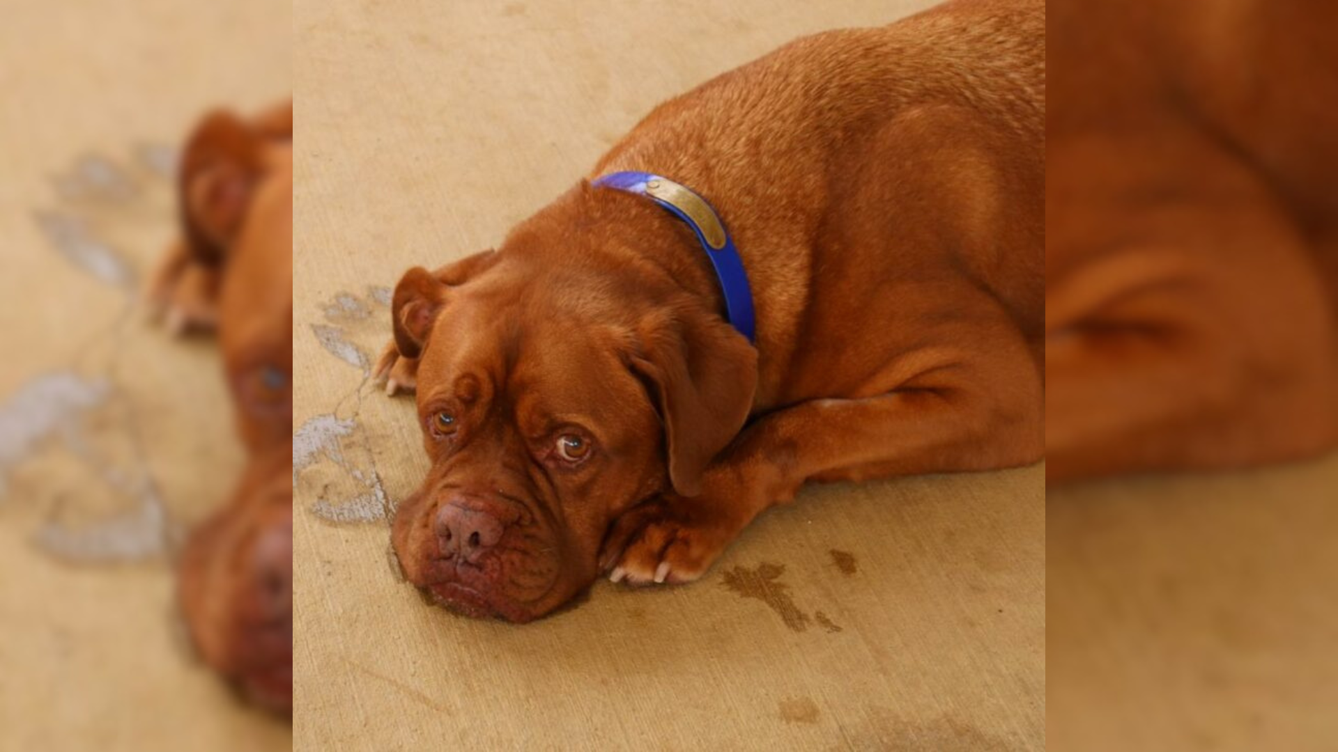 dog lying on floor