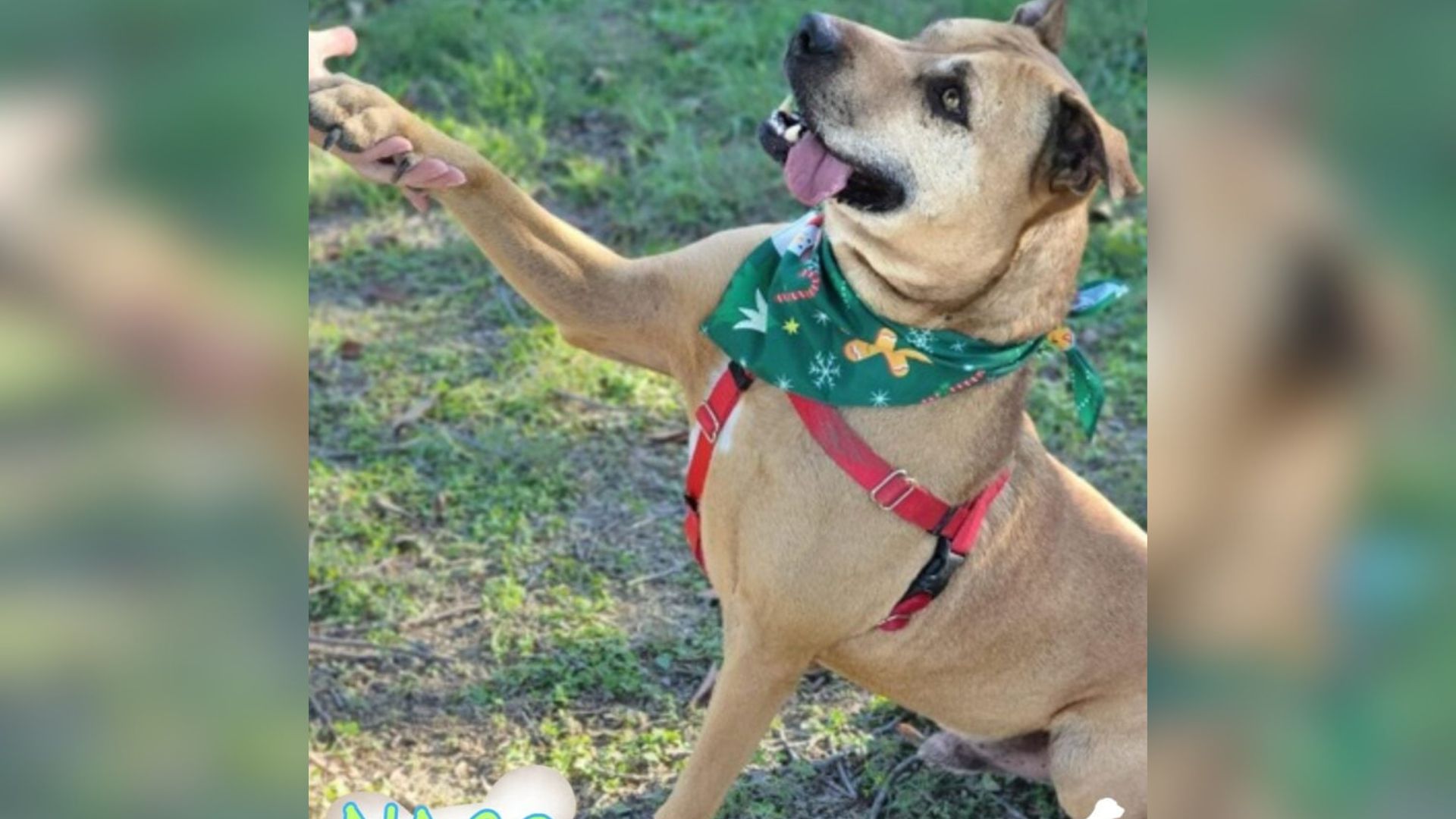 adorable senior dog