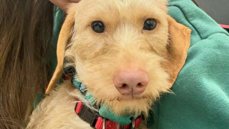 dog being held