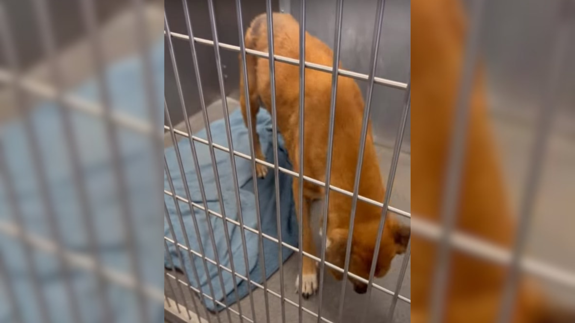 dog in a cage