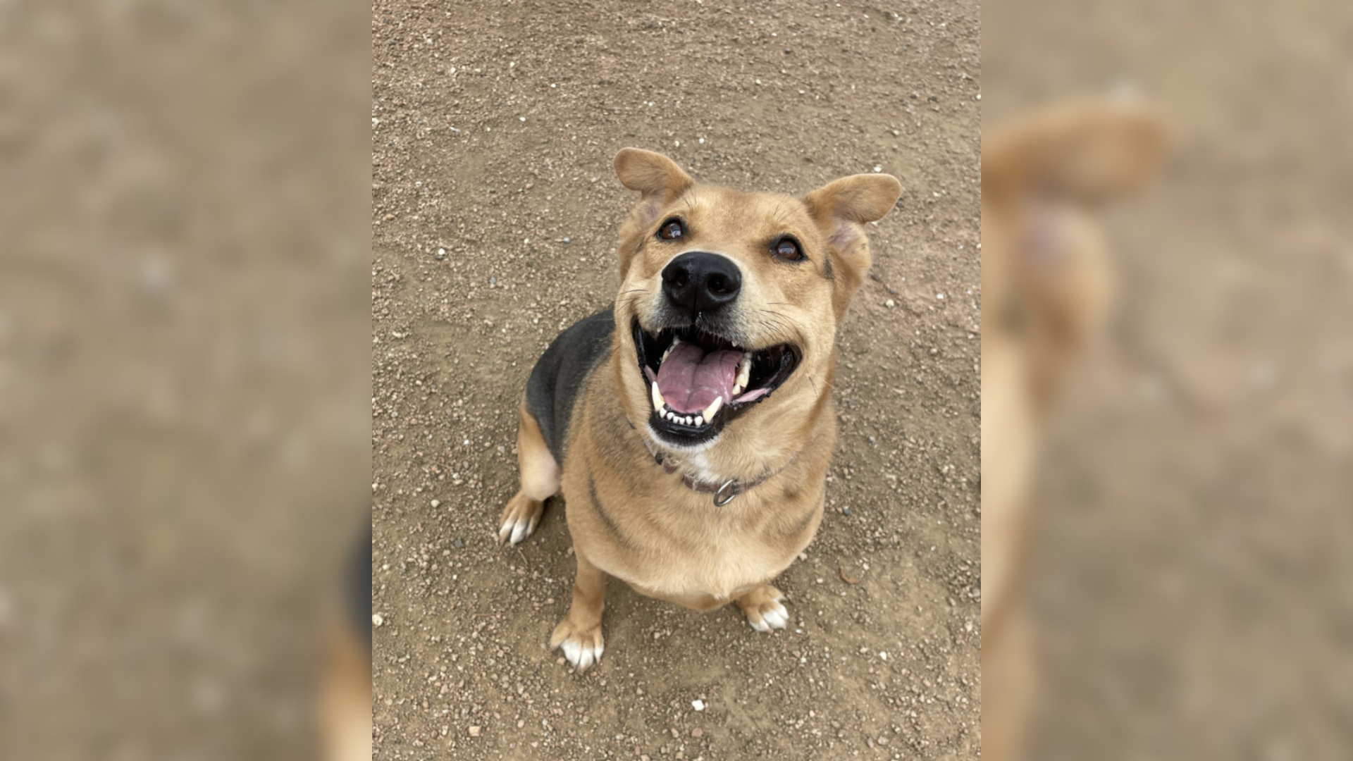 smiling dog