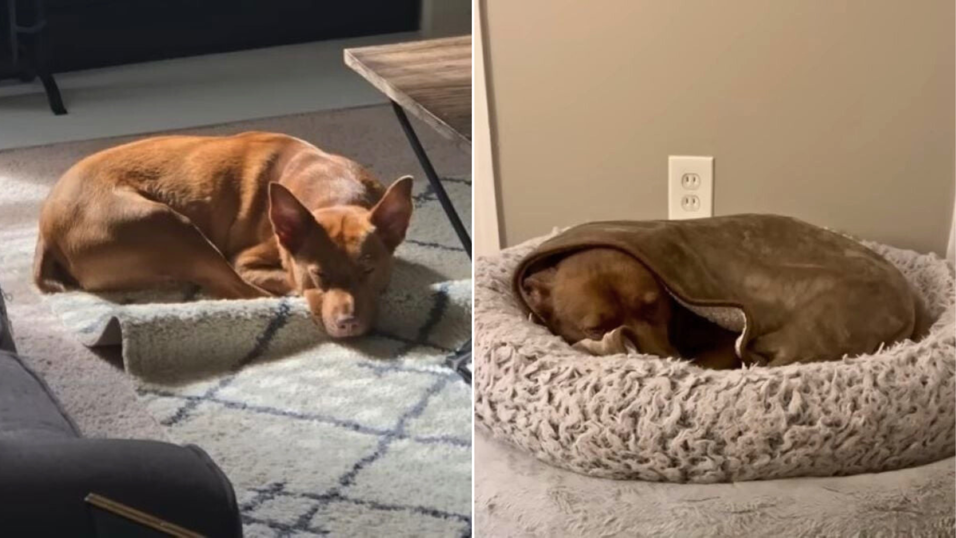 dog sleeping in doggie bed
