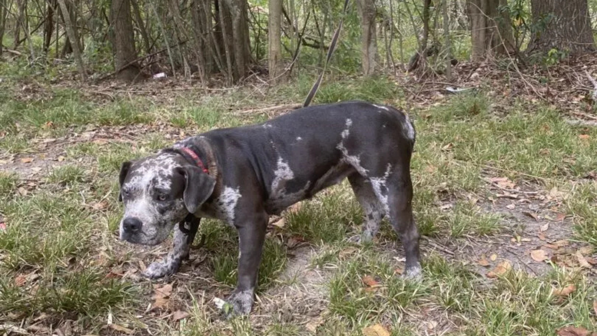 dog in woods