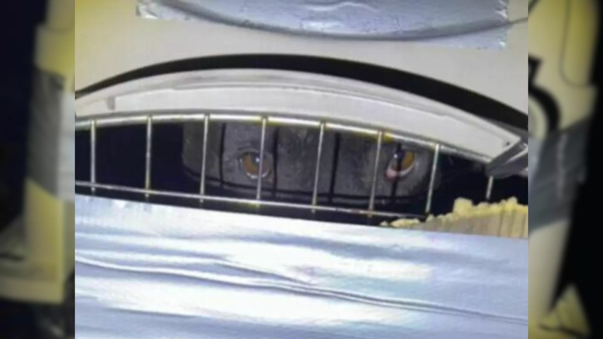 dog's eyes in crate