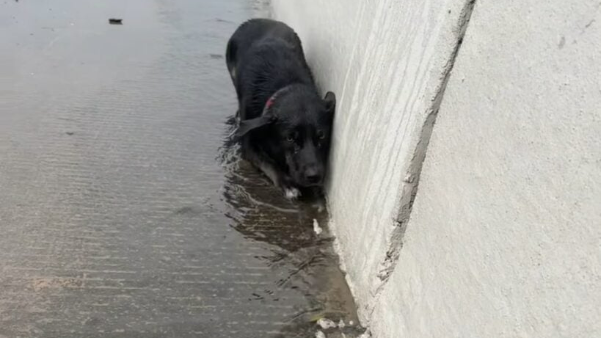 dog huddled against wall