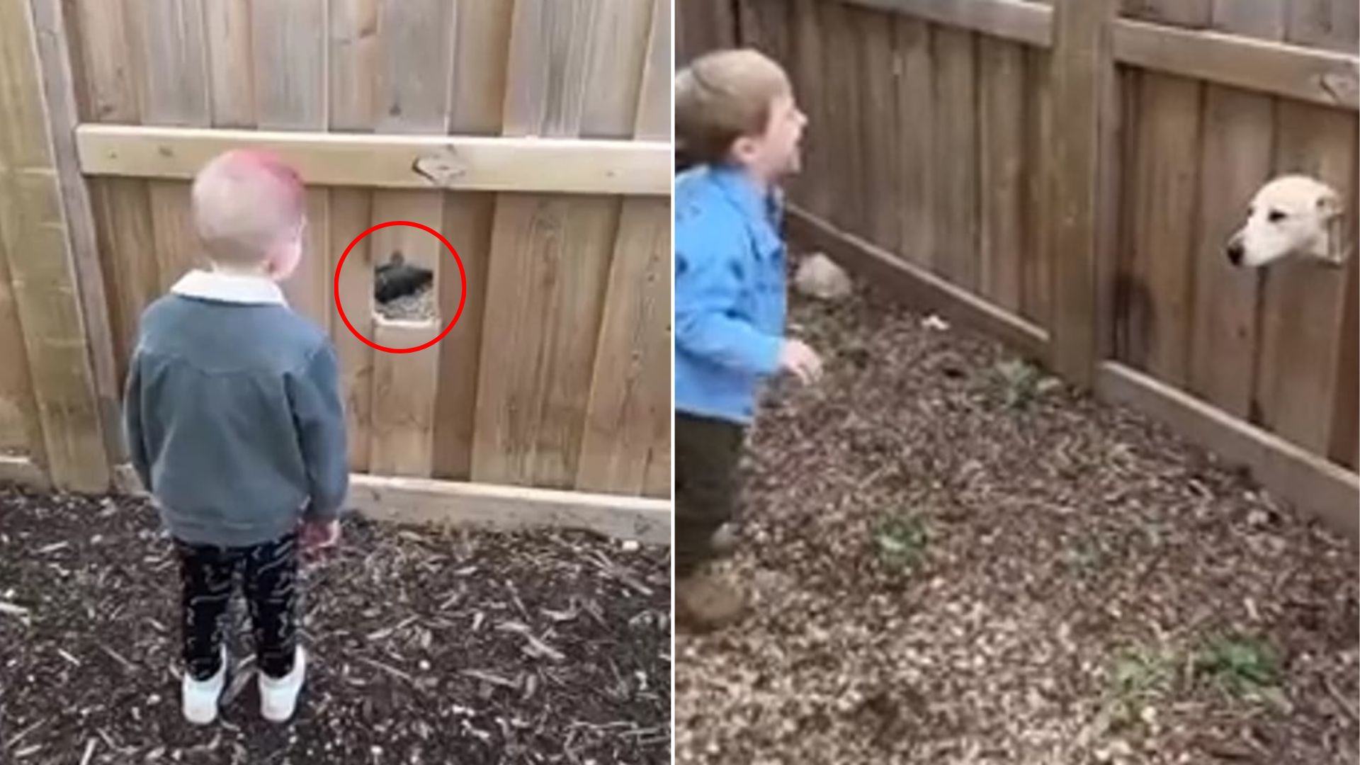kid and dog in fence