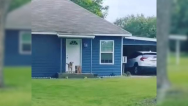 dog outside home