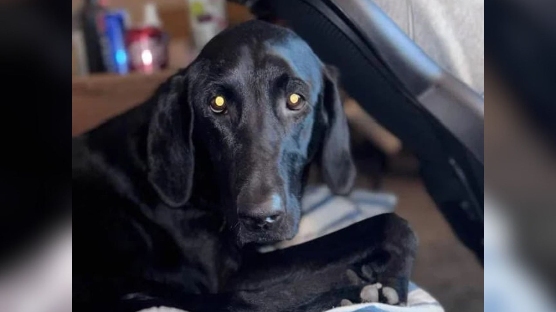 senior black dog