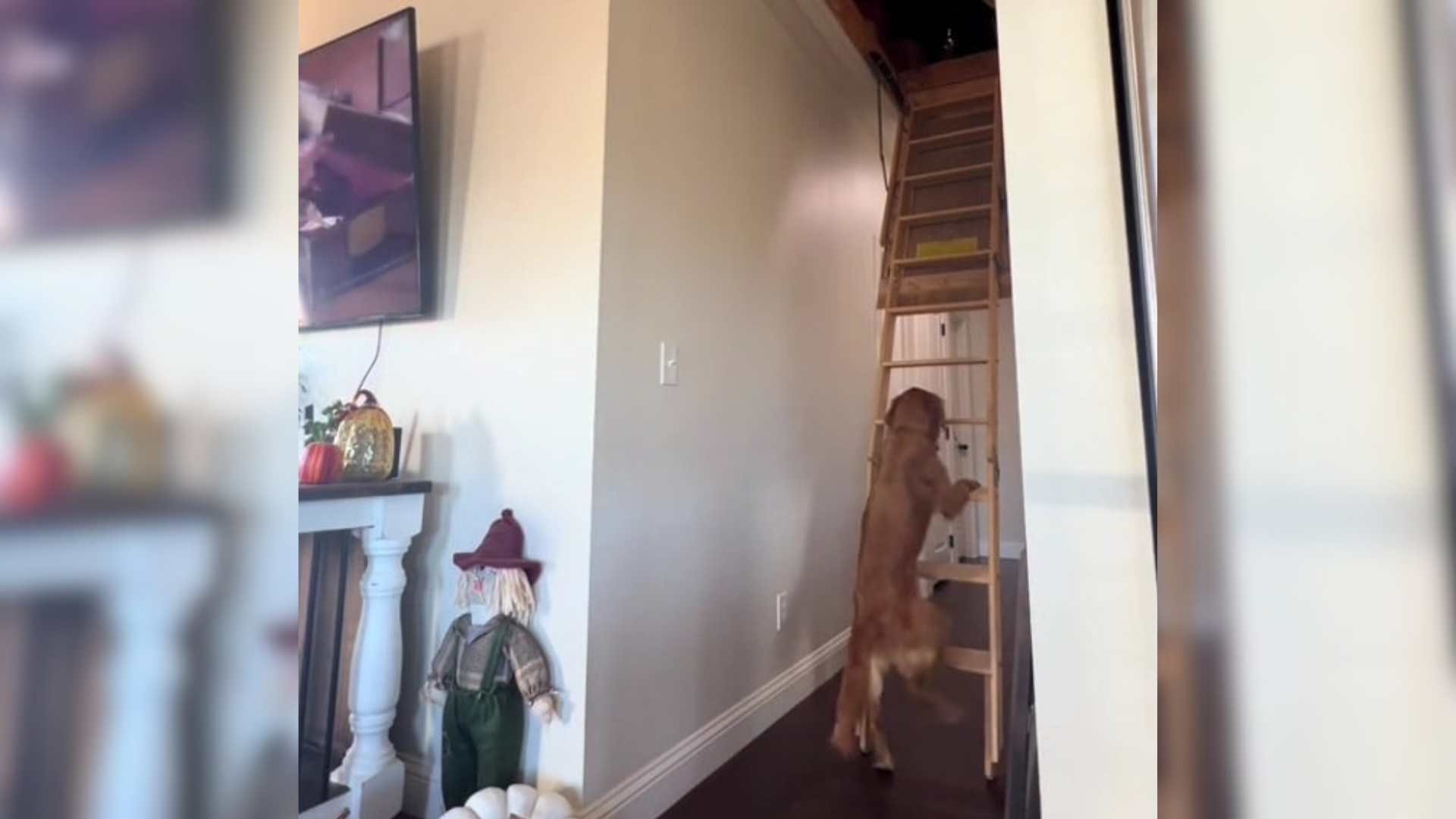 dog climbing stairs