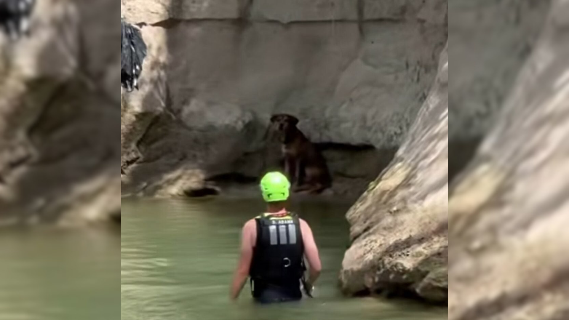 dog stuck on shore