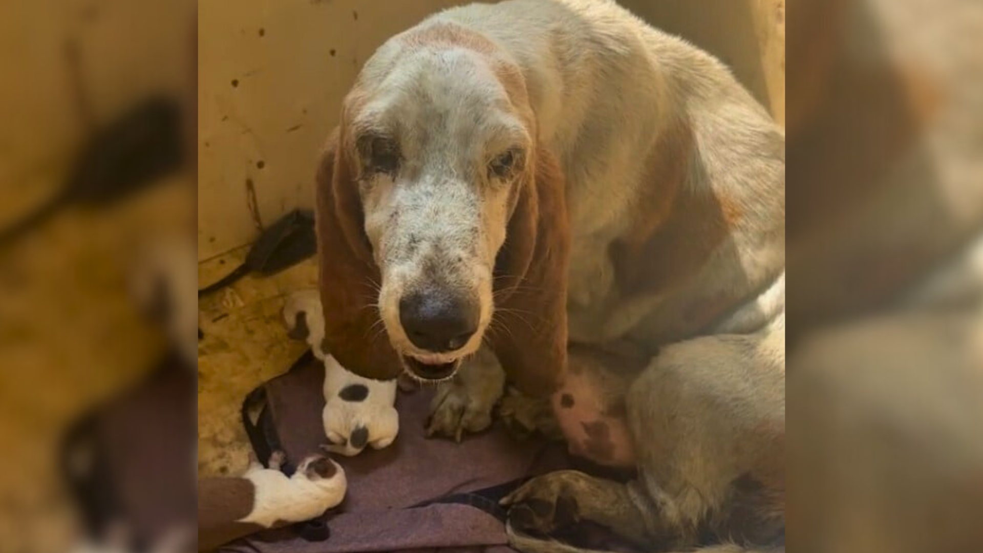mama dog with puppies