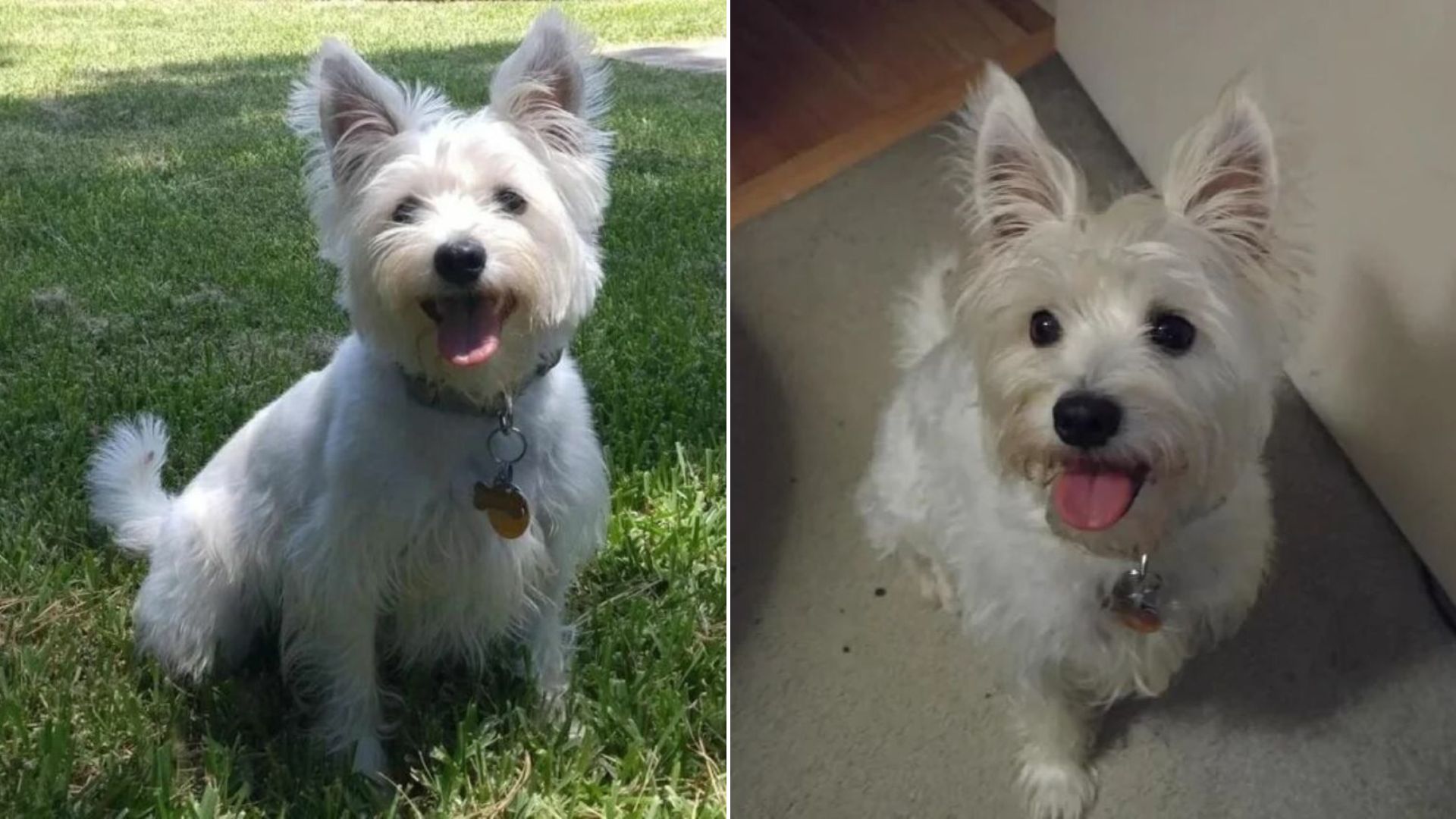 cute white dog