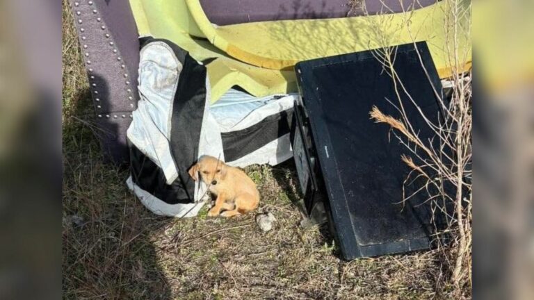 abandoned puppy