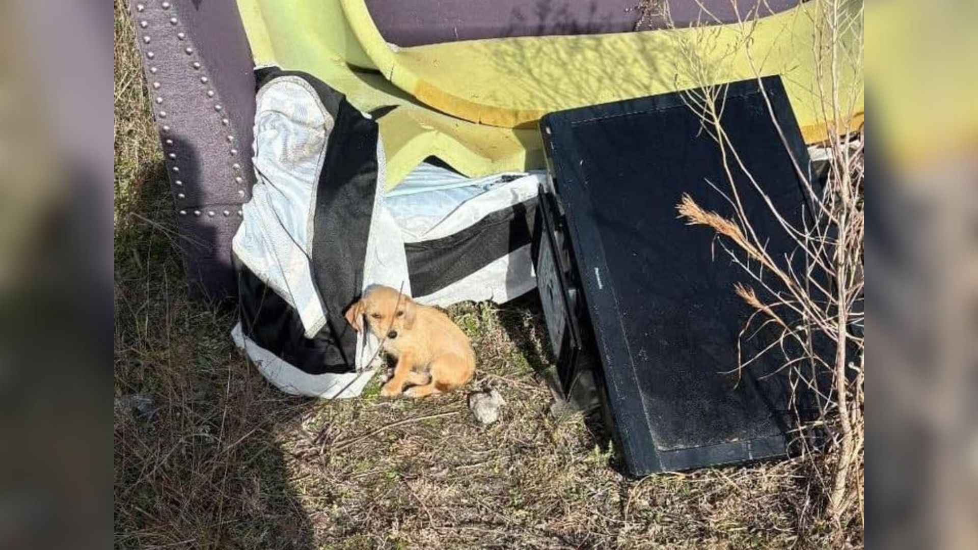 abandoned puppy