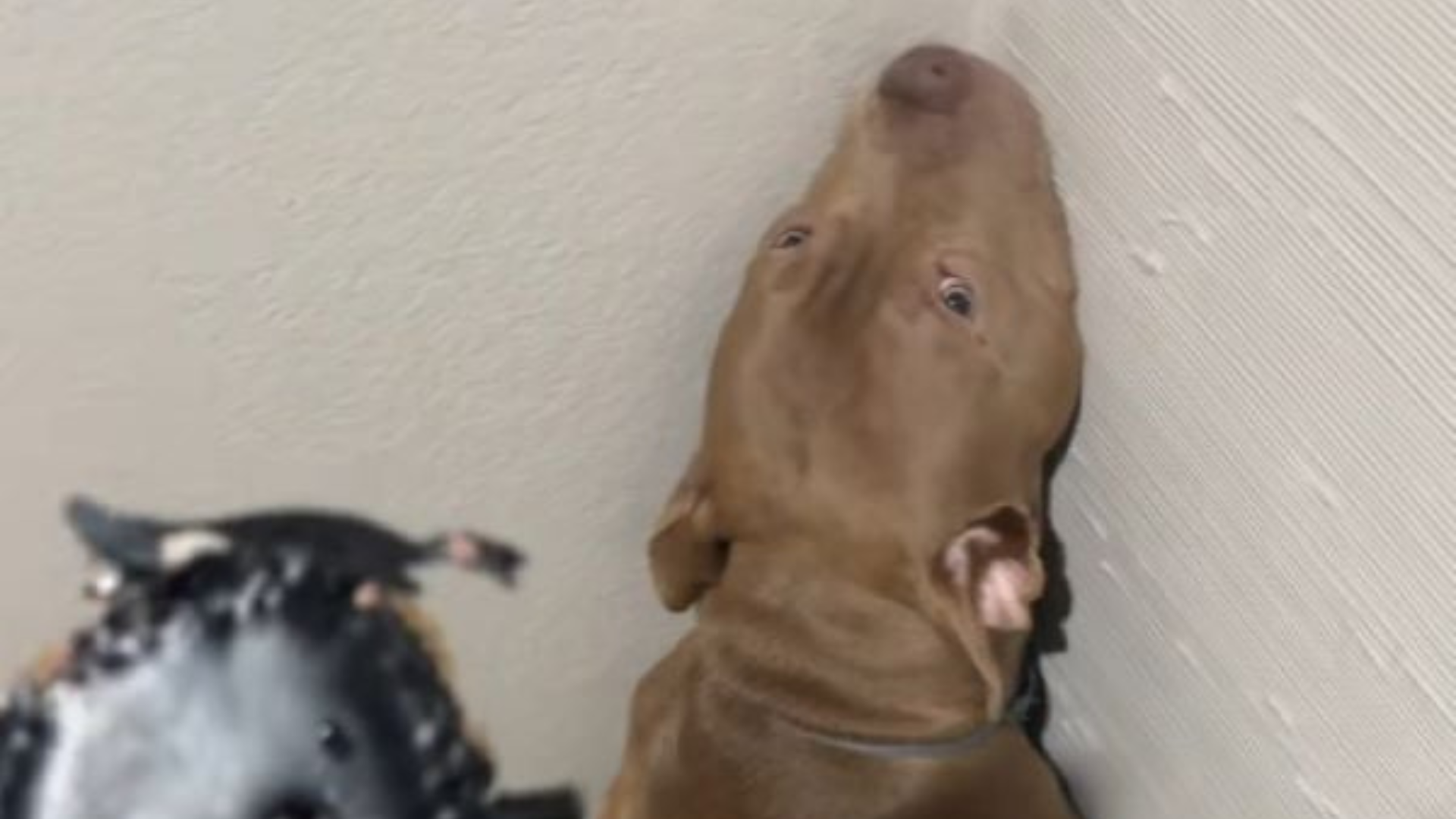 dog in a corner