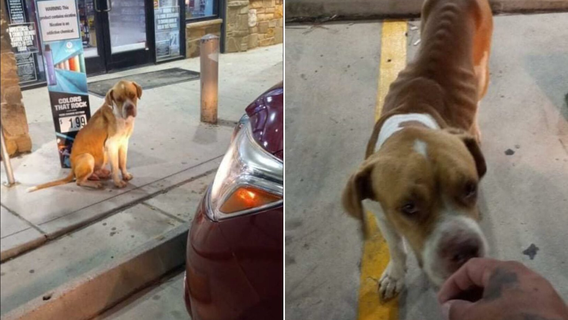 stray dog sniffing person's hand