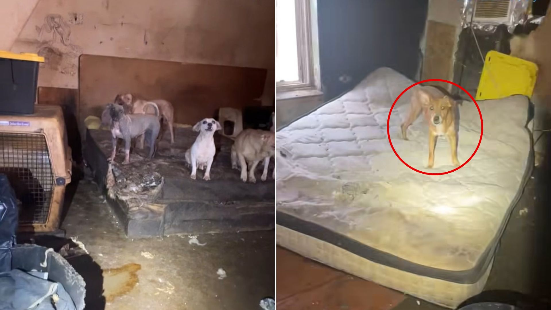 dogs in abandoned house