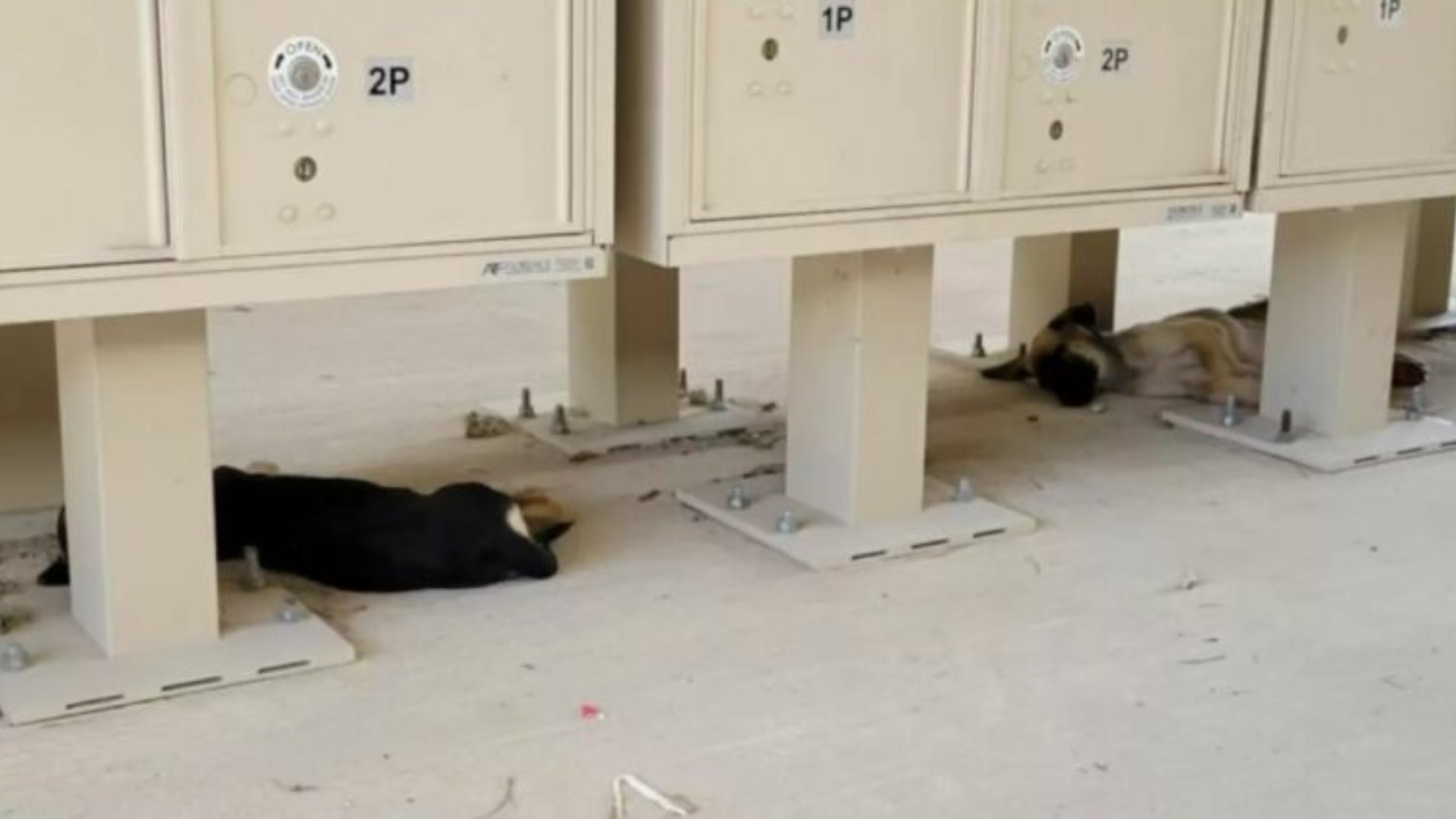 puppies under lockers