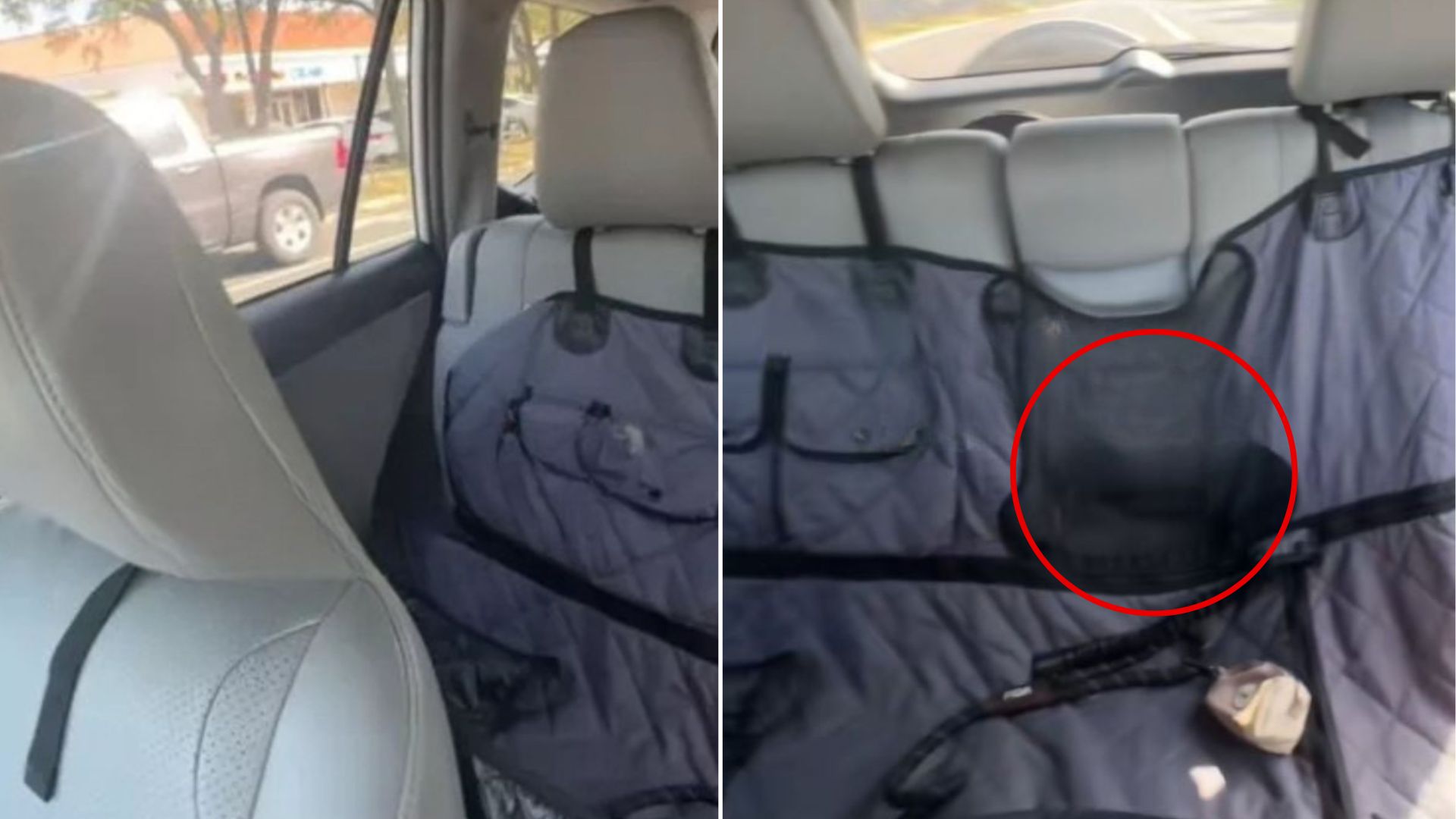 puppy in car
