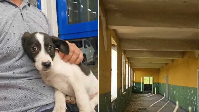 dog in dark building