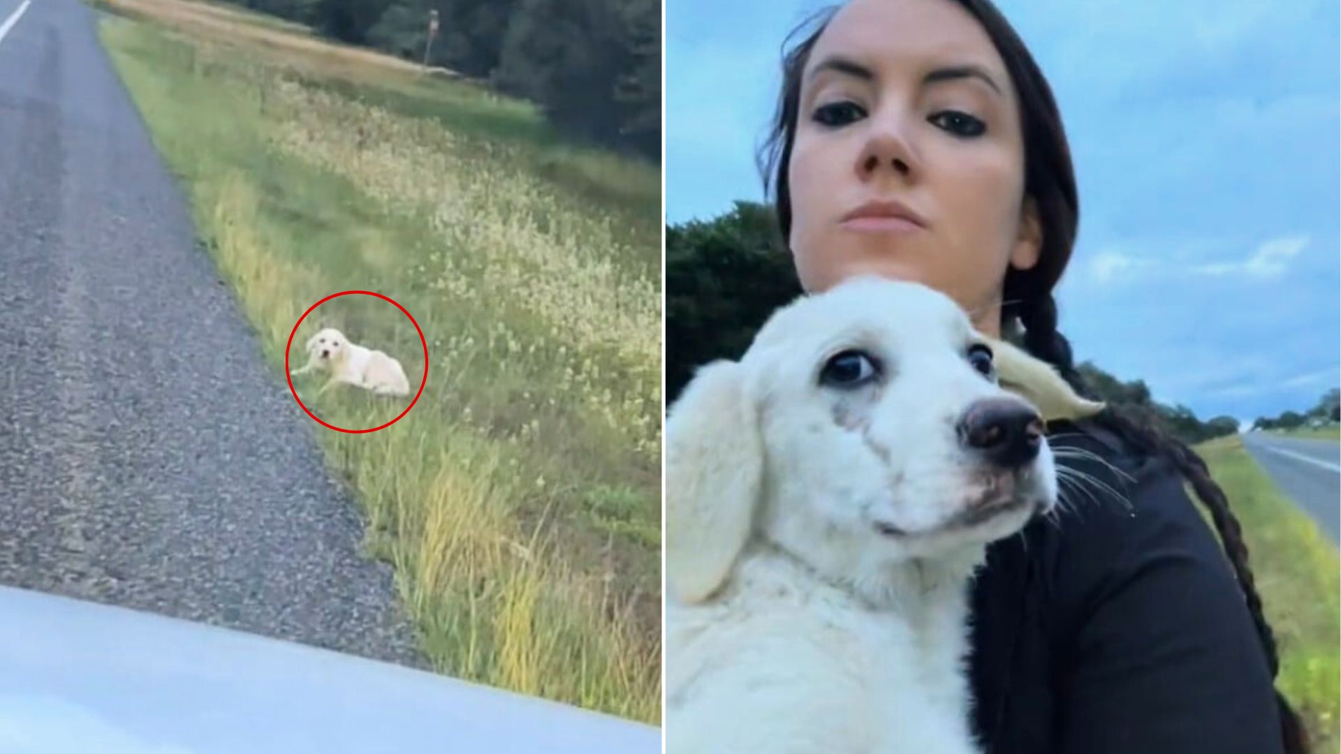 woman and white dog