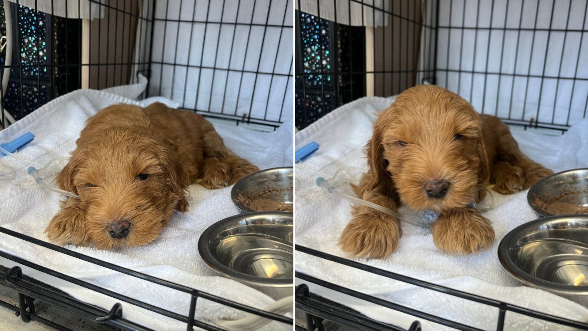 small puppy at vet