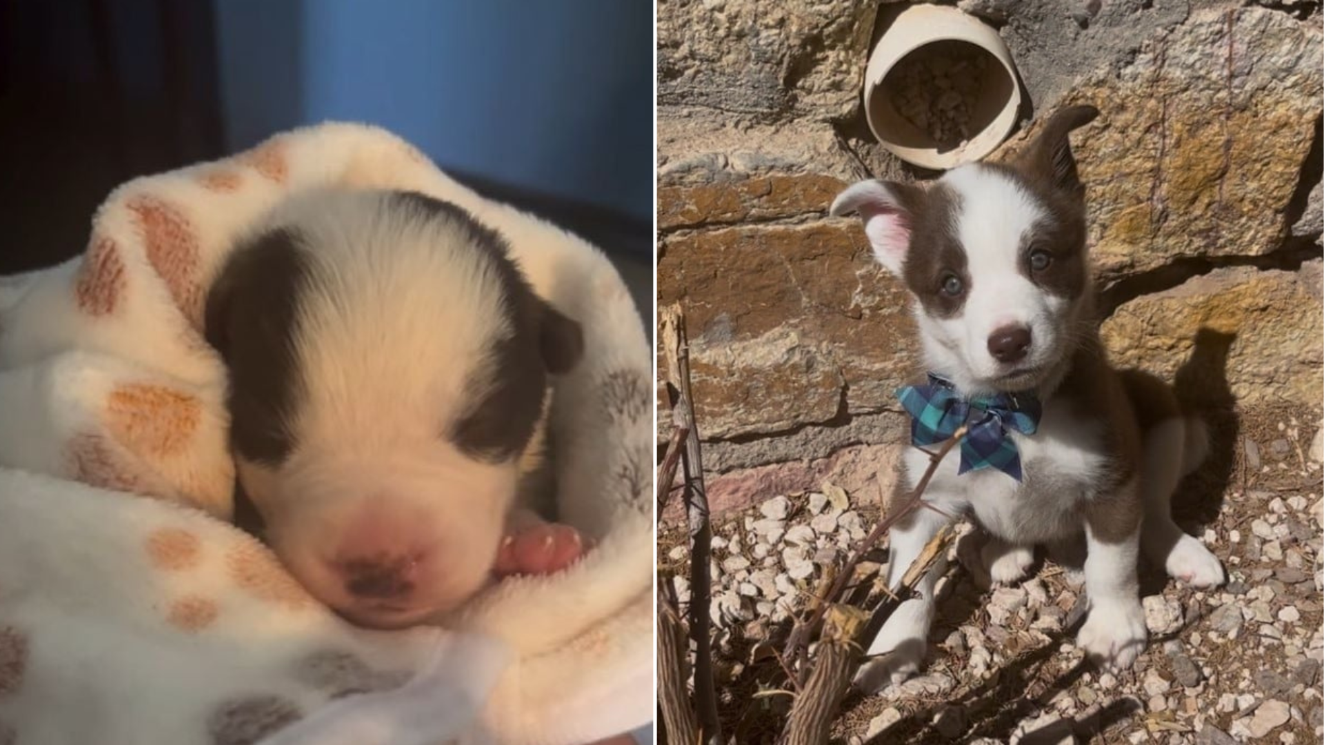 tiny puppy