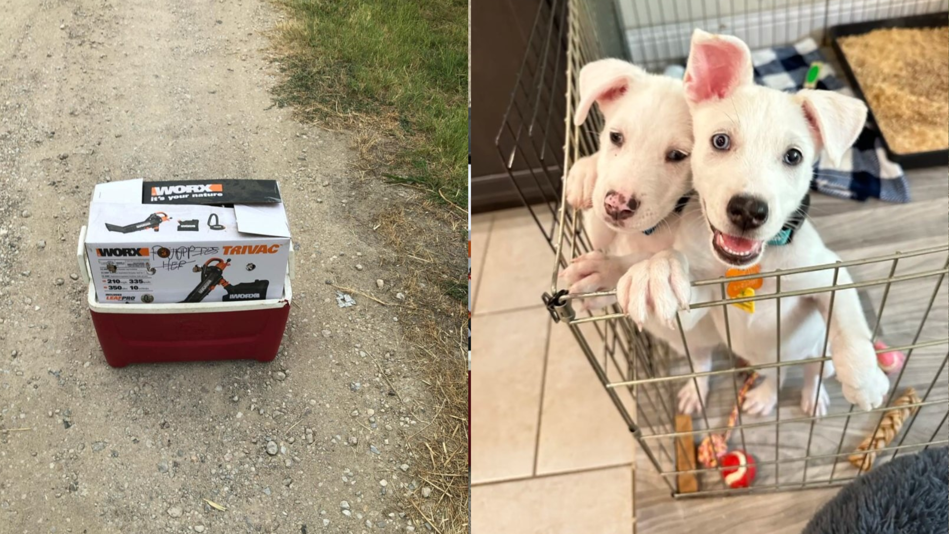 abandoned puppies