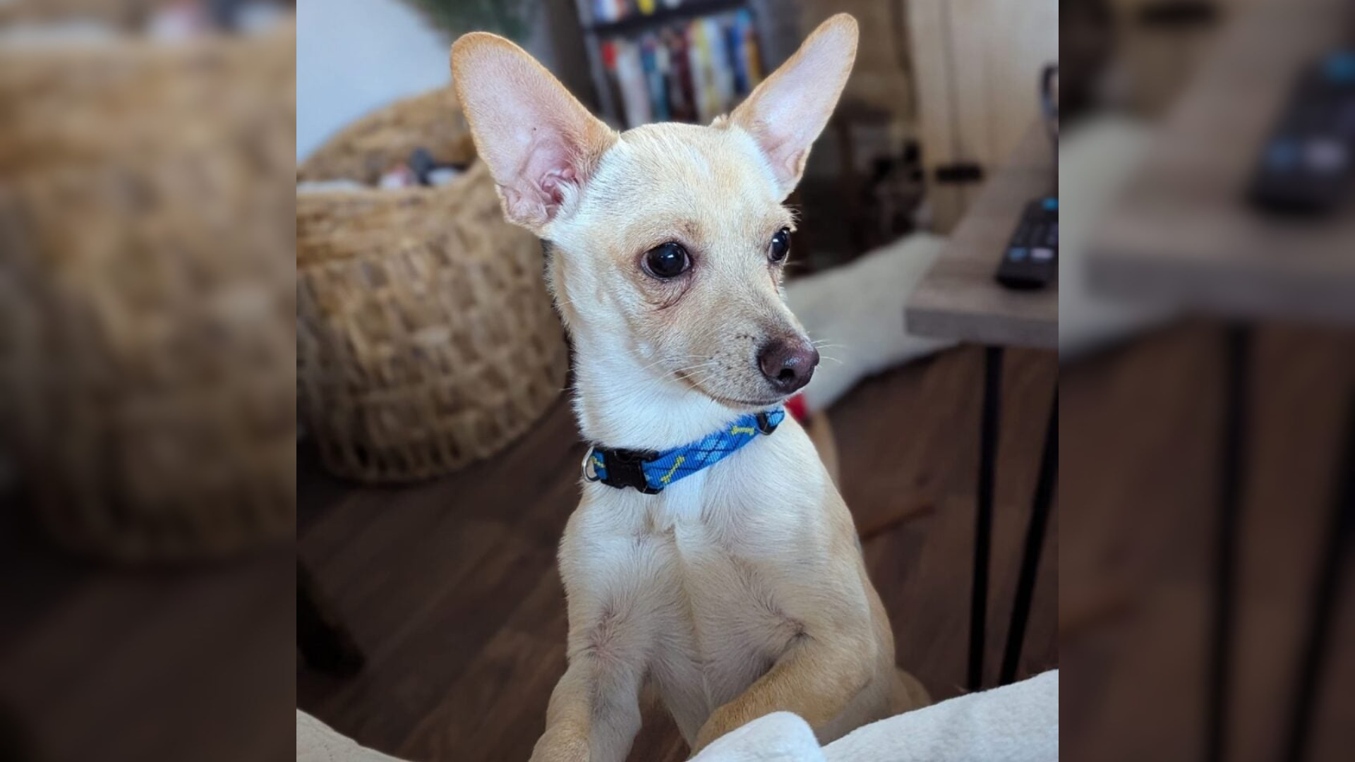 dog with big ears