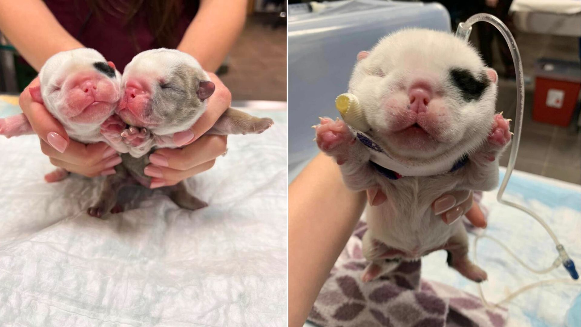 sweet newborns