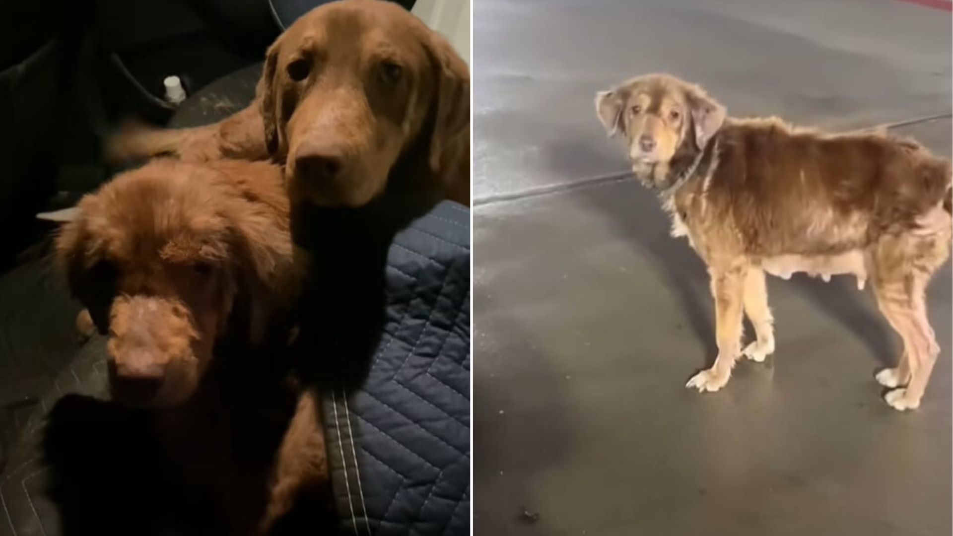 skinny dogs