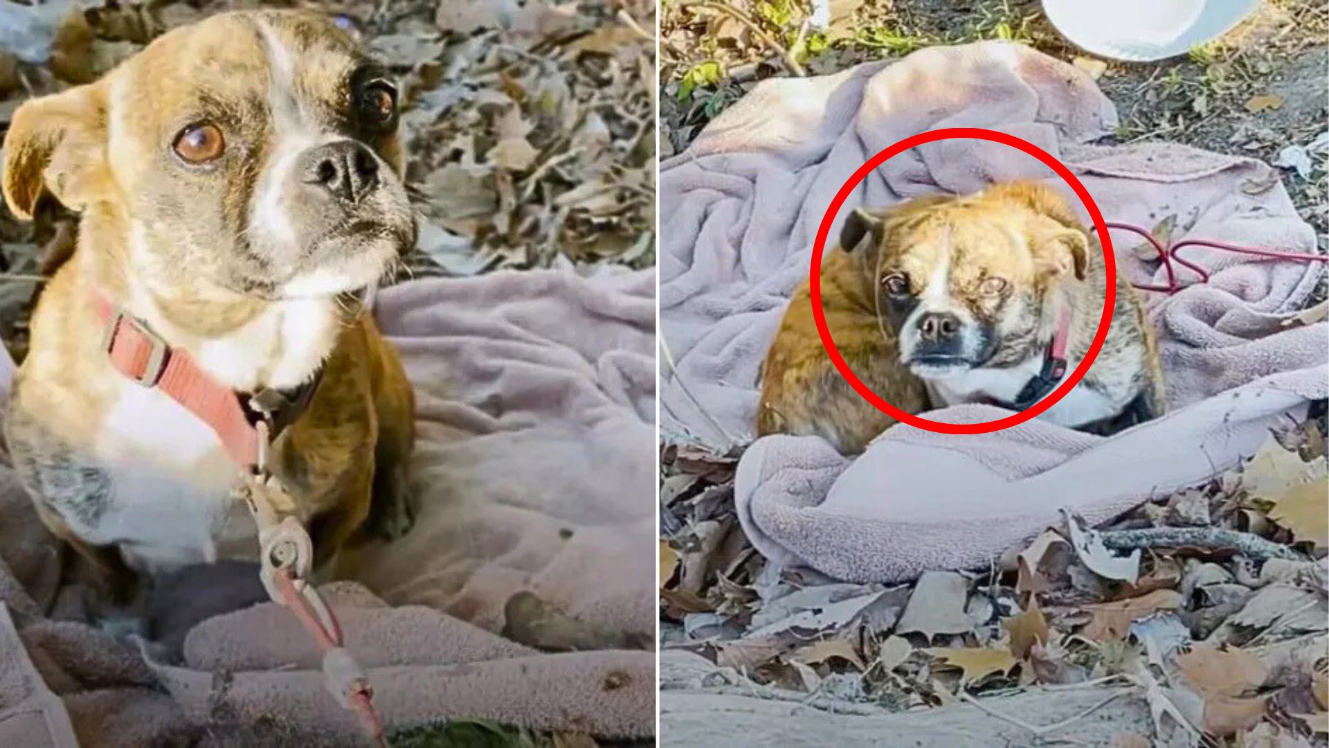 scared dog