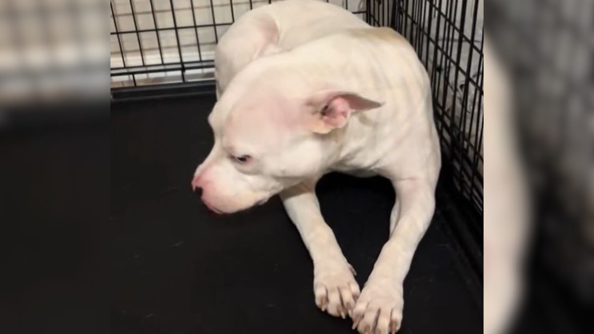 dog in shelter cage