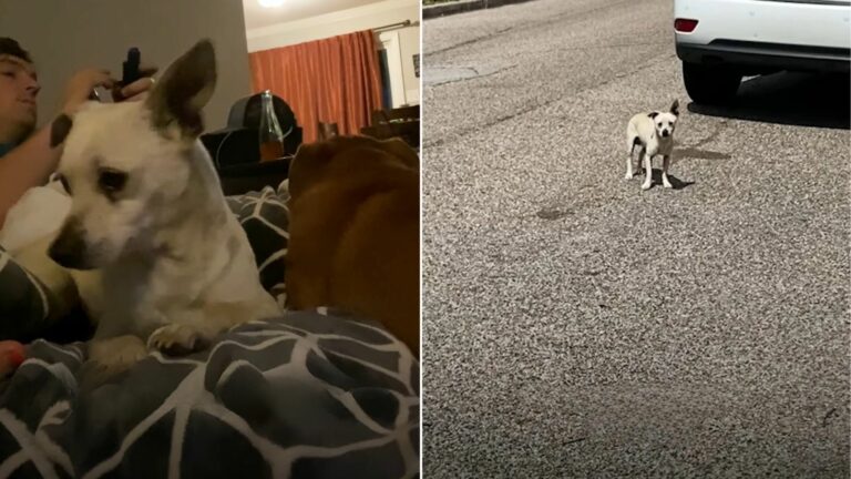dog on road