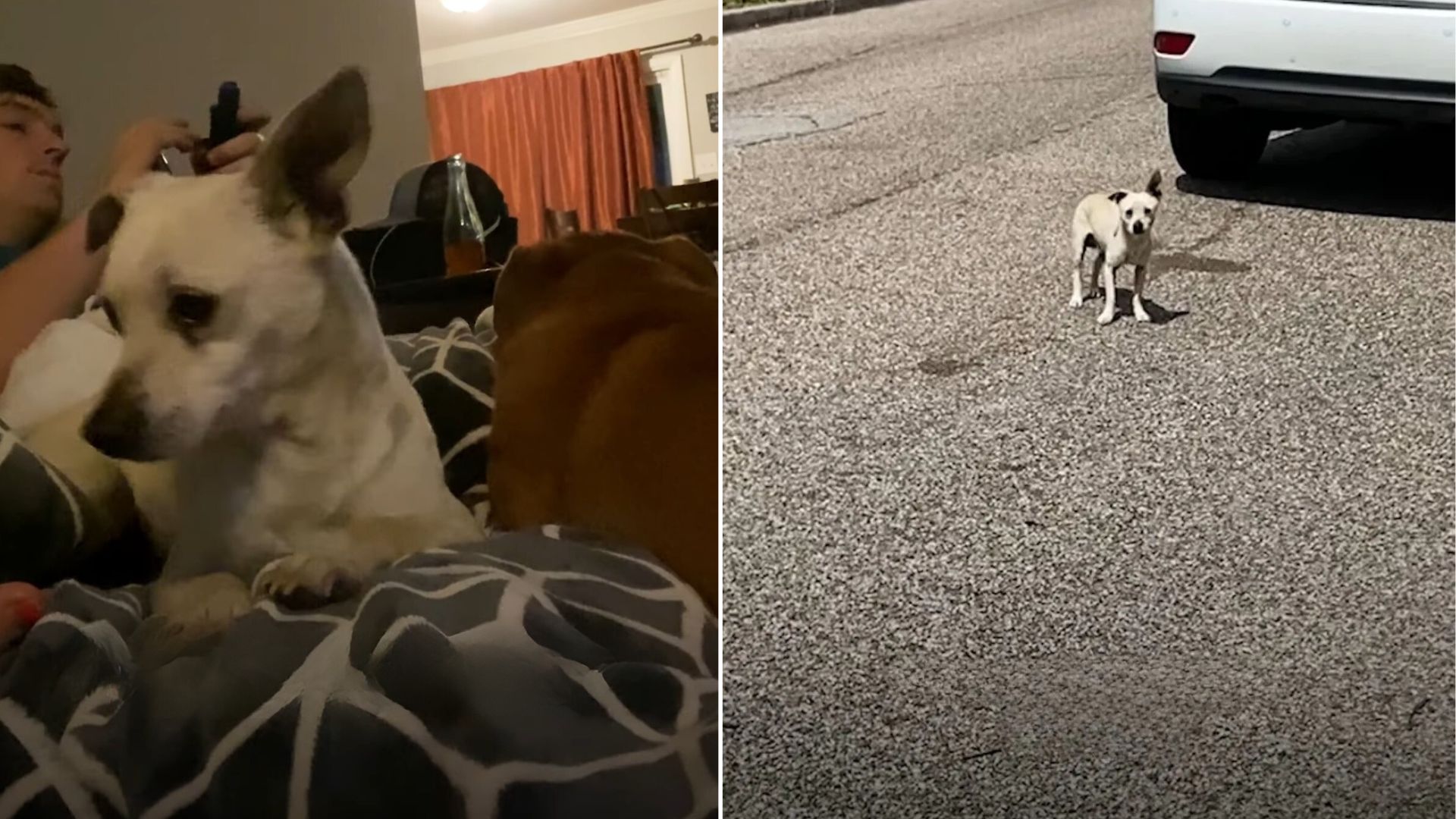 dog on road