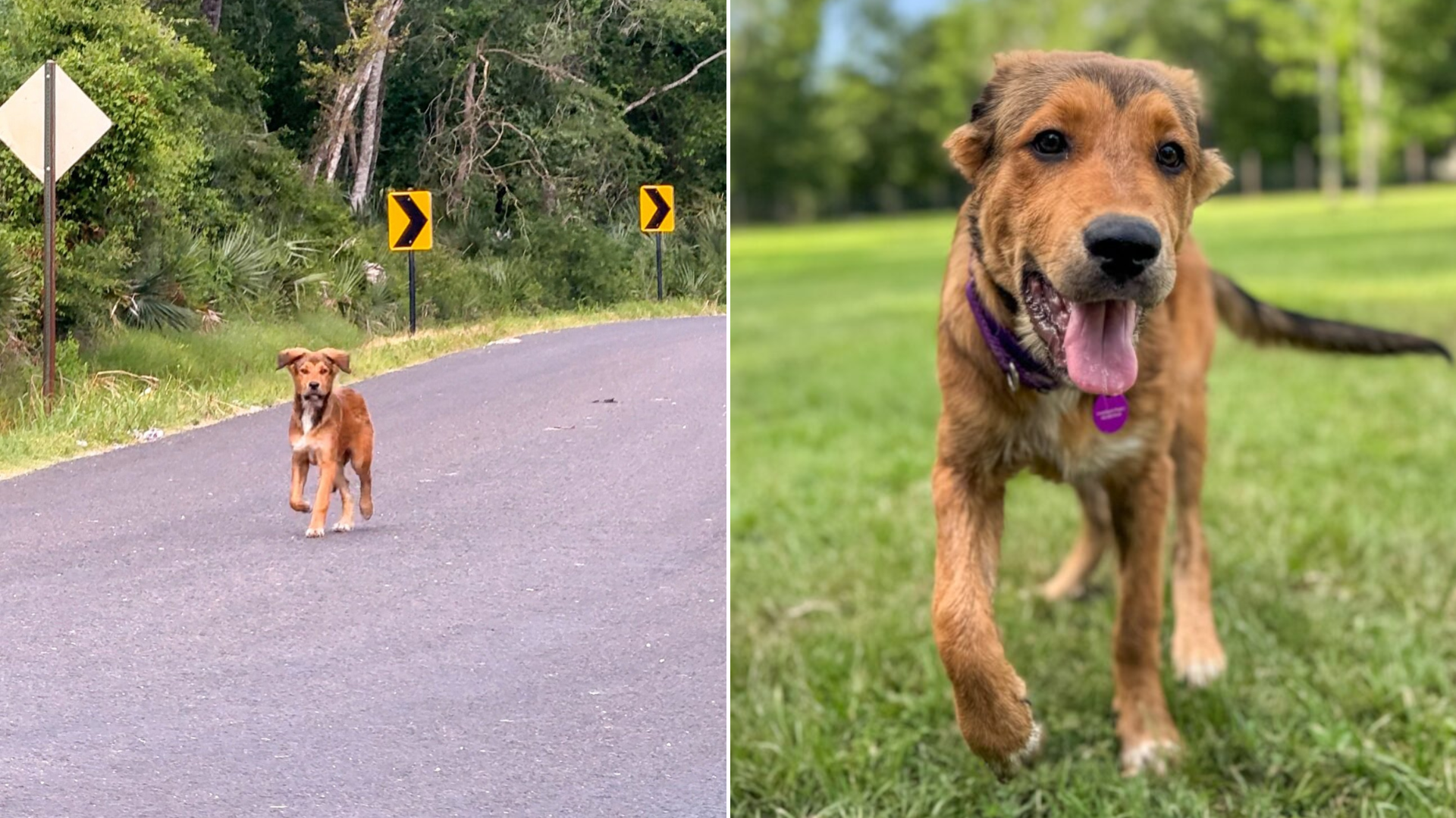 dog running outdoors
