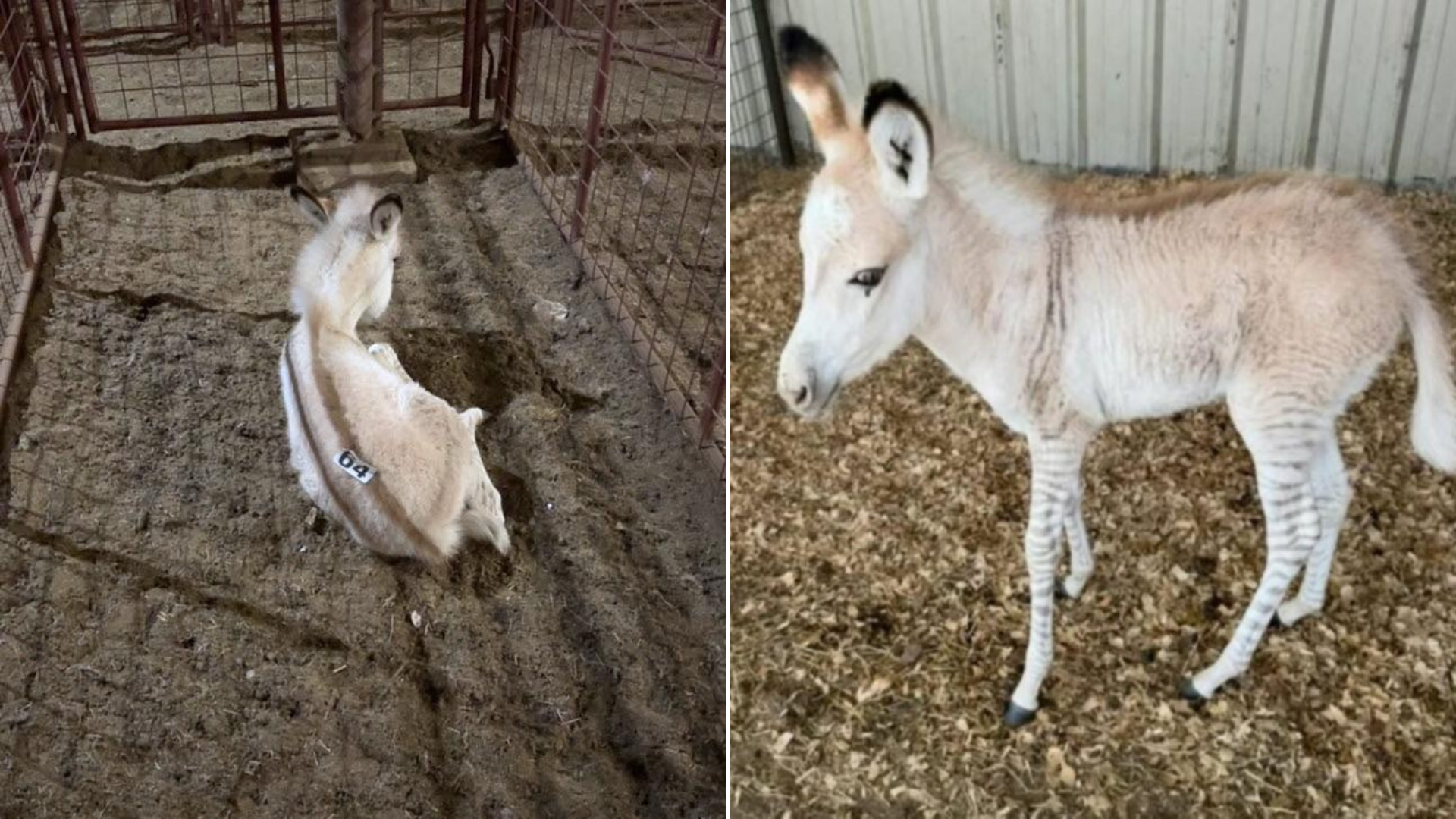 hybrid foal