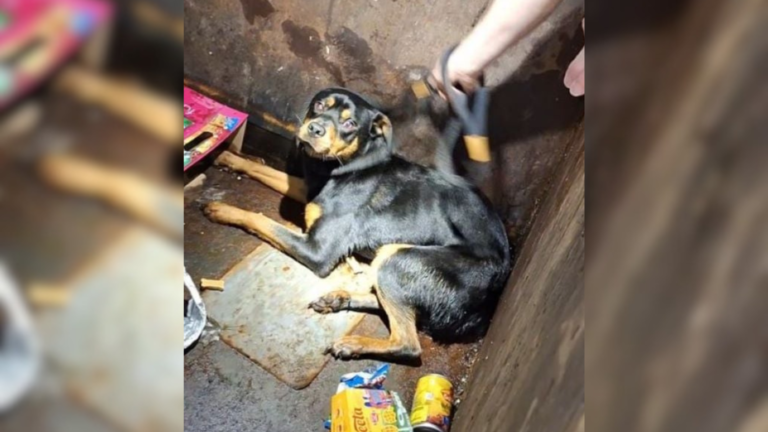 dog in dumpster