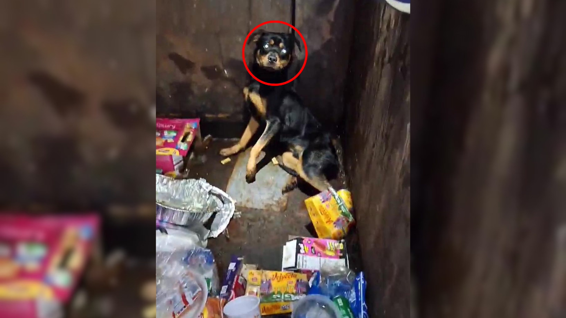 dog in dumpster